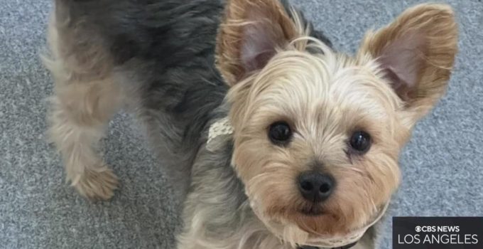 Family in Hollywood Desperately Searching for Stolen Yorkie, Ted featured image