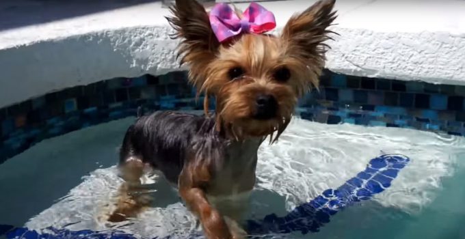 Chloe the wonder Yorkie can swim and surf featured image