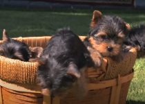 Yorkie Puppies Touch Grass for the First Time featured image
