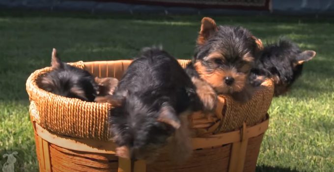 Yorkie Puppies Touch Grass for the First Time featured image