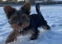 3 Month Old Yorkie Puppy Discovers Snow featured image