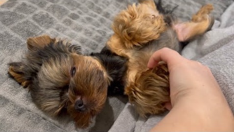 Yorkie Mikki Loves Belly Rubs featured image