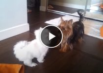 Get out of my house! Yorkshire Terrier Vs. Maltese