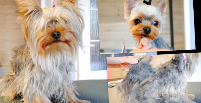 Matted Yorkie Looks Unrecognizable After Grooming