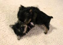 World’s Smallest Yorkie Puppy Sisters Playing Together featured image