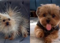 Adorable Yorkie Compilation Video