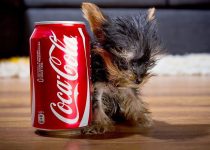 Meet Meysie, a Yorkie Puppy who could be the World’s Smallest Dog featured image