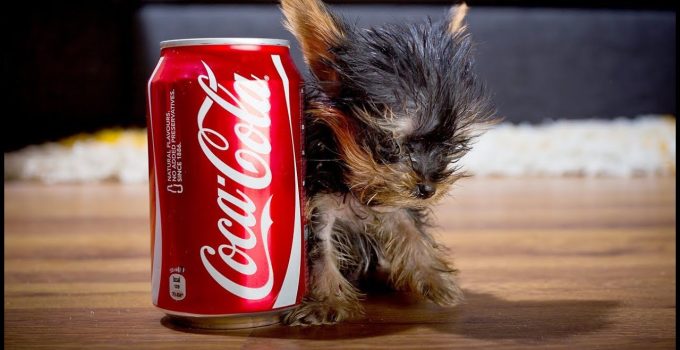 Meet Meysie, a Yorkie Puppy who could be the World’s Smallest Dog featured image