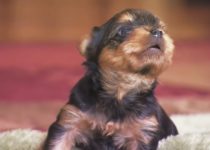 Adorable Yorkie Puppies Protect their Territory (Video) featured image