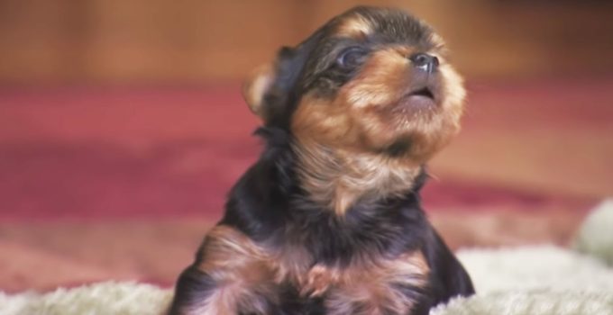 Adorable Yorkie Puppies Protect their Territory (Video) featured image