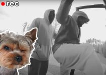 Watch later Add to queue Hidden Cam catches Yorkie Stopping Two Armed Robbers featured image