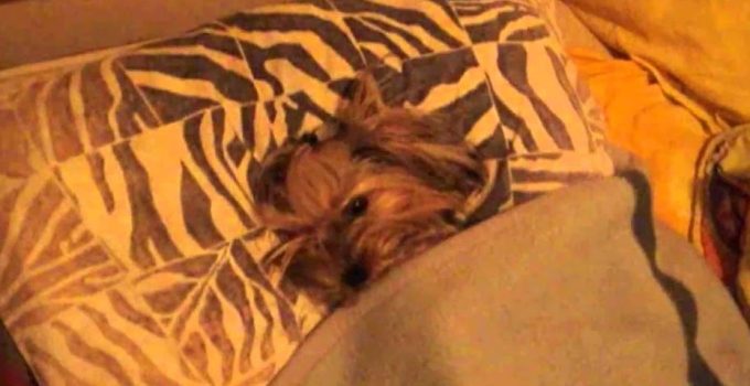 Sleepy Yorkie Gets Tucked Into Bed by Daddy featured image