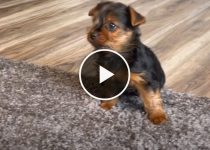 Ozzie the Yorkie Puppy’s first day home featured image