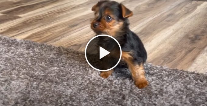 Ozzie the Yorkie Puppy’s first day home featured image