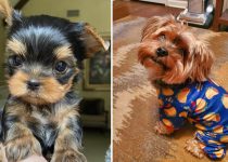 14 Reasons Yorkies Are The Worst Indoor Dog Breed Of All Time featured image