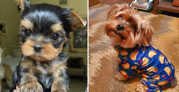 14 Reasons Yorkies Are The Worst Indoor Dog Breed Of All Time featured image