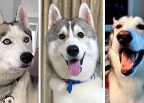 Ultimate Husky Compilation ~ Cutest & Funniest Huskies! featured image