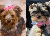 Shocking Discovery: Your Yorkie's Love Is Deeper Than You Imagined featured image