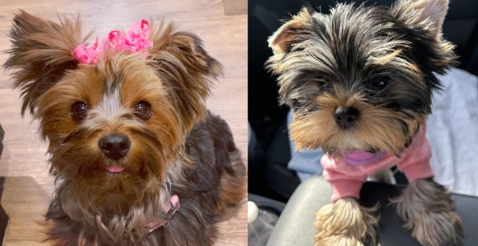 Shocking Discovery: Your Yorkie's Love Is Deeper Than You Imagined featured image
