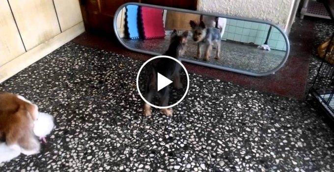 Hilarious Yorkie's First Encounter with the Mirror: A Must-See Video! featured image