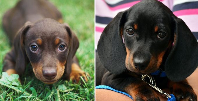 8 Reasons Dachshunds Are The Greatest Dogs Ever featured image