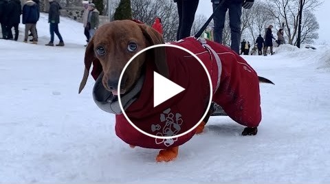 Mini dachshund hikes up a snowy mountain!