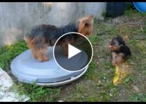 Yorkie Parent Tries Hard To Ignore Their Puppy featured image