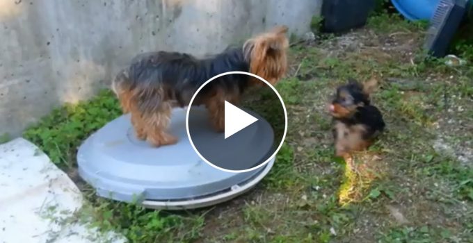 Yorkie Parent Tries Hard To Ignore Their Puppy featured image