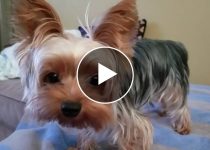 The Adorable Yorkie Who Can't Get Enough Apples featured image