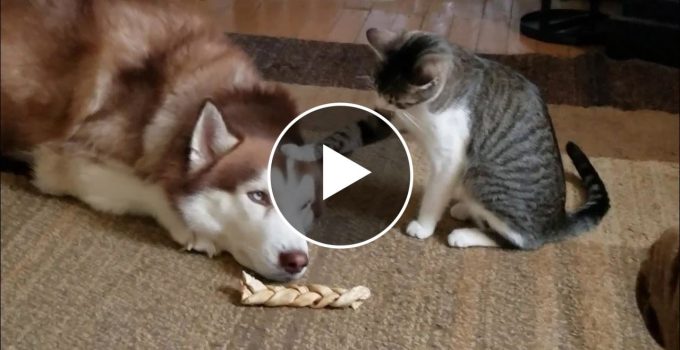 Husky Gets Bullied by... Cat featured image