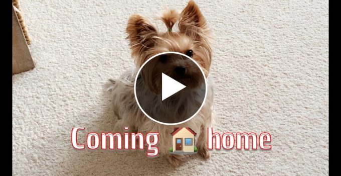 Yorkshire Terrier's Adorable Reaction to Mom Coming Home: A Heartwarming Video featured image