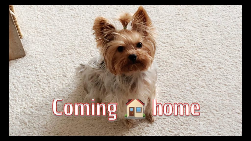 Coming Home to my Yorkie featured image