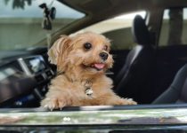 Police Search for Stolen Car with Beloved Yorkshire Terrier Inside featured image