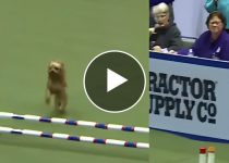 Jaw-Dropping: Yorkshire Terrier's Agility Course Domination Is Awe-Inspiring Despite Its Tiny Size featured image