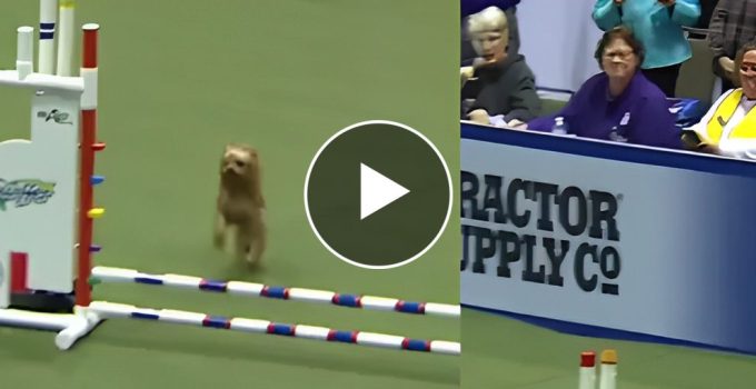 Jaw-Dropping: Yorkshire Terrier's Agility Course Domination Is Awe-Inspiring Despite Its Tiny Size featured image
