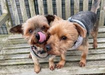 Yorkshire Terrier pair looking for home together as they’re ‘like a married couple’ featured image