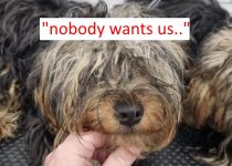 Three Yorkies Abandoned at Dog Groomer Taken in by Rescue Shelter featured image