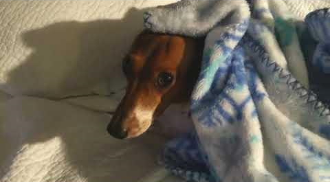 The Cutest Morning Struggle: Dachshund Refuses to Get Out of Bed featured image