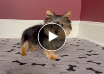 Get Ready to Fall in Love: Watch This Teacup Yorkie Play with Their Favorite Toy featured image