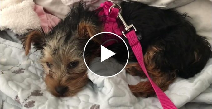 Yorkie Mom Shows Us How To Train A Puppy featured image