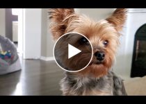 Adorable Yorkie Protects Her Cookie featured image