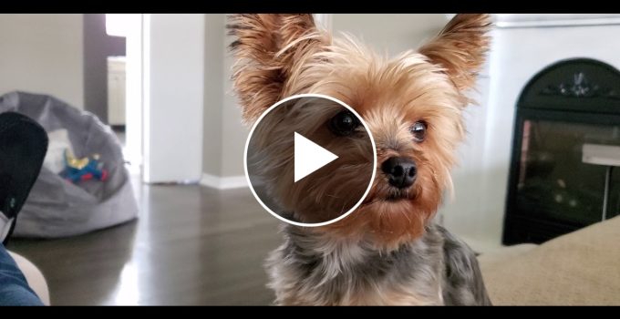 Adorable Yorkie Protects Her Cookie featured image