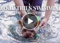Adorable Yorkie Learns to Swim in Heartwarming Video featured image
