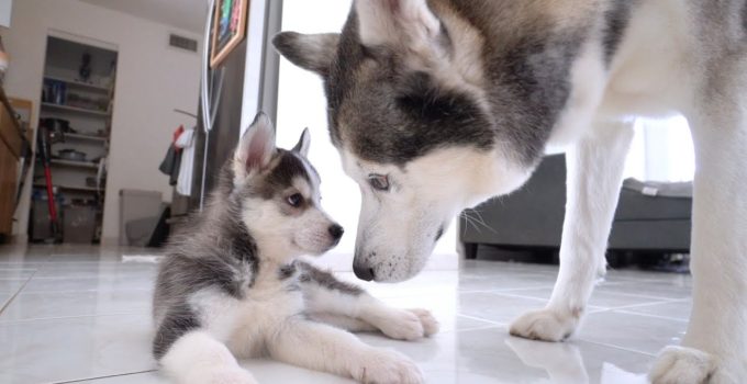 The Cutest Husky Puppy Meet and Greet You'll Ever See featured image