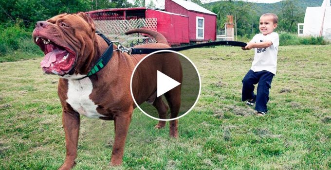Meet Hulk, the 180-Pound Pit Bull: His Size is Simply Unbelievable! featured image
