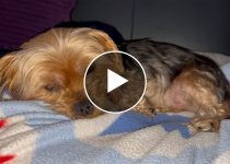 The Heartwarming Video of a Yorkie and His Dad: Hilarious Conversations and Belly Rubs featured image