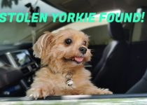 Stolen Yorkie Reunited with Owner after Being Found with Stolen Car featured image