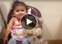 This Adorable Yorkie and Baby Video Compilation Will Melt Your Heart featured image