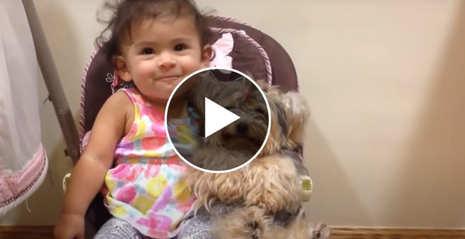 This Adorable Yorkie and Baby Video Compilation Will Melt Your Heart featured image