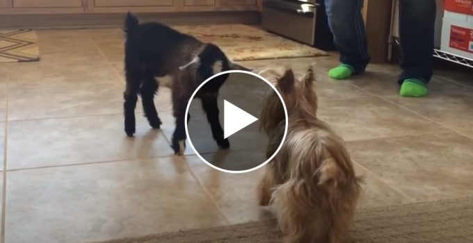 Baby Goat and Yorkshire Terrier Play Together featured image